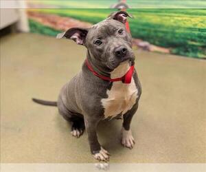American Pit Bull Terrier-Unknown Mix Dogs for adoption in Moreno Valley, CA, USA