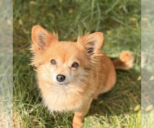 Chiranian Dogs for adoption in San Jose, CA, USA