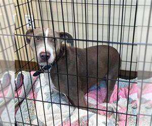 American Pit Bull Terrier-Unknown Mix Dogs for adoption in Texas City, TX, USA