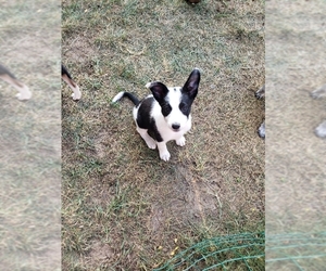Border-Aussie Dogs for adoption in Wyoming, MI, USA