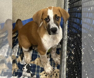 Labrador Retriever-Unknown Mix Dogs for adoption in Sterling, MA, USA