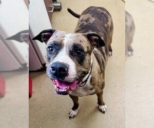 American Bulldog-Unknown Mix Dogs for adoption in Derwood, MD, USA