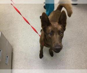 Siberian Husky-Unknown Mix Dogs for adoption in Riverside, CA, USA