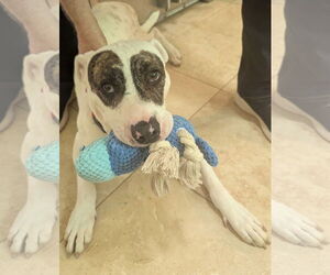 American Staffordshire Terrier-Unknown Mix Dogs for adoption in Sheboygan, WI, USA