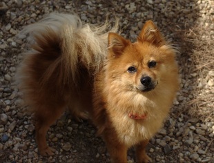 Pomeranian Dogs for adoption in Canton, CT, USA