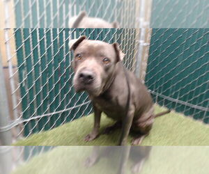 Mutt Dogs for adoption in Downey, CA, USA