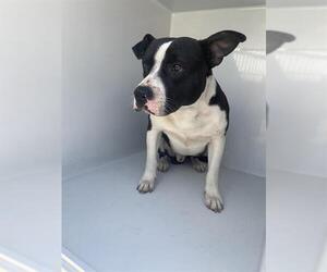 American Pit Bull Terrier Dogs for adoption in Houston, TX, USA