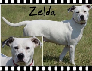 Bullboxer Pit Dogs for adoption in Longview, TX, USA