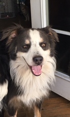 Border Collie Dogs for adoption in Lake Elsinore, CA, USA