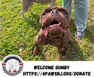 Bulldog Dogs for adoption in Newfield, NJ, USA