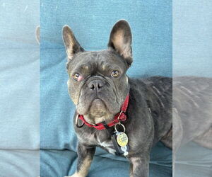 French Bulldog Dogs for adoption in San Jose, CA, USA