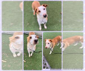 Mutt Dogs for adoption in San Antonio, TX, USA