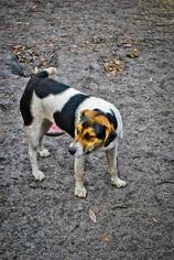 Shih Apso Dogs for adoption in Princeton, MN, USA