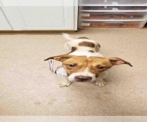 Bullboxer Pit Dogs for adoption in Saginaw, MI, USA