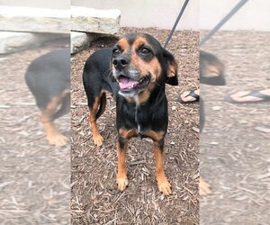 Meagle Dogs for adoption in Poughkeepsie, GA, USA