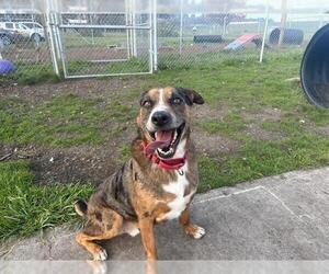 Australian Shepherd-Unknown Mix Dogs for adoption in McKinleyville, CA, USA