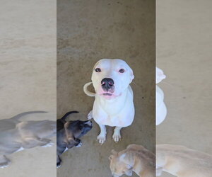 Mutt Dogs for adoption in Estherville, IA, USA