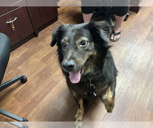 Australian Shepherd-Unknown Mix Dogs for adoption in Ocala, FL, USA