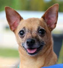 Chihuahua Dogs for adoption in Bedford, VA, USA