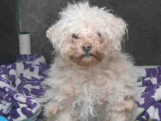 Small Poodle (Miniature)