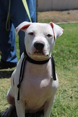 American Pit Bull Terrier-Unknown Mix Dogs for adoption in Sonora, CA, USA