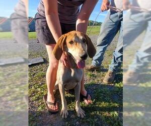 English Coonhound Dogs for adoption in Waterford, VA, USA