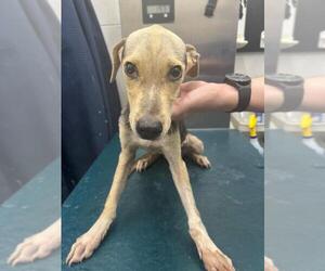 Beagle-Unknown Mix Dogs for adoption in Mobile, AL, USA