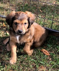 Dachshund Dogs for adoption in Osteen, FL, USA