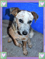 Australian Cattle Dog Dogs for adoption in San Jacinto, CA, USA