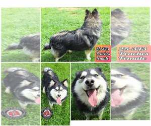 Huskies -Unknown Mix Dogs for adoption in Georgetown, KY, USA