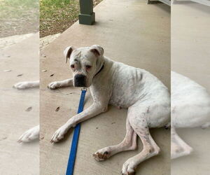 Boxer Dogs for adoption in Austin, TX, USA