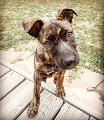 Catahoula Leopard Dog Dogs for adoption in Littleton, CO, USA