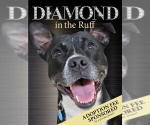 Mutt Dogs for adoption in Rockaway, NJ, USA