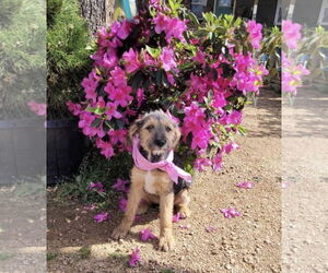 Mutt Dogs for adoption in Rosenberg, TX, USA