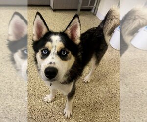 Pomsky Dogs for adoption in Severn, MD, USA