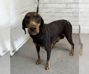 Doberman Pinscher Dogs for adoption in San Bernardino, CA, USA