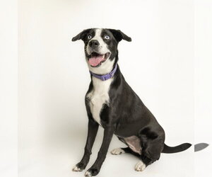 Medium Photo #1 Border Collie-Unknown Mix Puppy For Sale in Rowlett, TX, USA