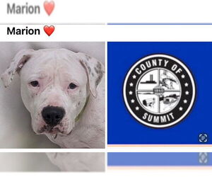 American Pit Bull Terrier Dogs for adoption in Akron, OH, USA