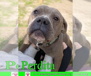 American Bulldog Dogs for adoption in Pensacola, FL, USA