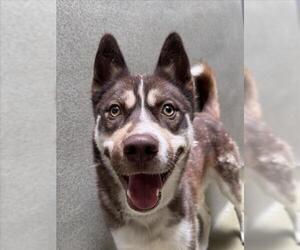 Siberian Husky-Unknown Mix Dogs for adoption in Rancho Cucamonga, CA, USA