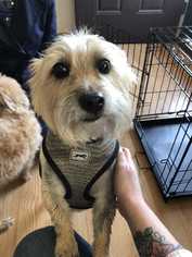 Cairn Terrier Dogs for adoption in Mundelein, IL, USA