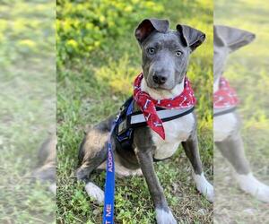 Blue Lacy Dogs for adoption in Waco, TX, USA