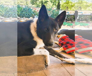 Akita-Unknown Mix Dogs for adoption in Fallbrook, CA, USA