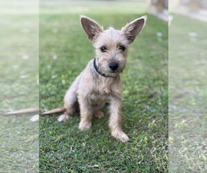 Mutt Dogs for adoption in PIPE CREEK, TX, USA