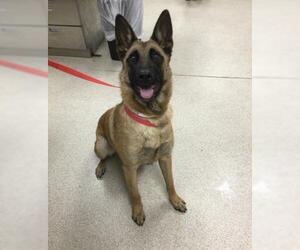 Mutt Dogs for adoption in Riverside, CA, USA