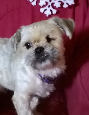 Shih Tzu Dogs for adoption in Campbell, CA, USA
