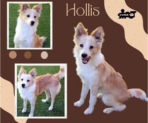 Australian Shepherd-Unknown Mix Dogs for adoption in Lindsay, CA, USA