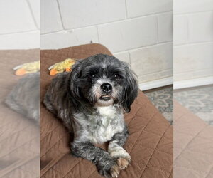 Shih Tzu Dogs for adoption in San Leon, TX, USA