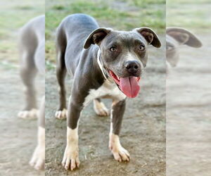 Mutt Dogs for adoption in Riverside, CA, USA