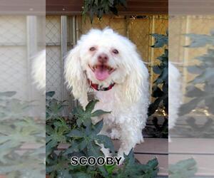Maltese Dogs for adoption in Lindsay, CA, USA